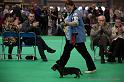 Crufts2011_2 952